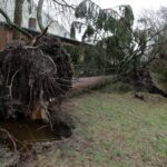 Large tree uprooted and fallen across a residential yard after a storm