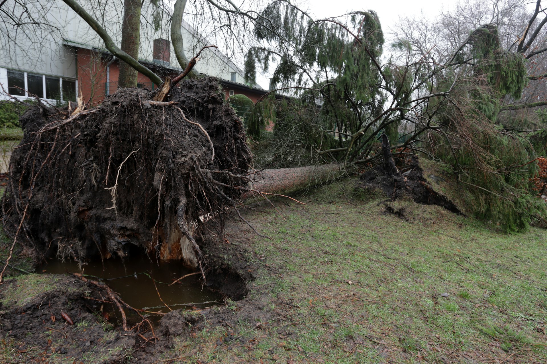 Does Homeowners Insurance Cover Tree Removal in New York?